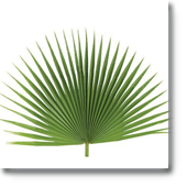 palm2.png