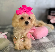 Little XS Maltipoo Female Martini
