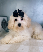 XS Maltipoo Male Maxwell