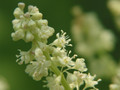 Rhubarb (Click for more info)
