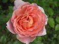 Rose Abraham D'Arby (Click for more info)