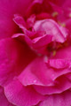 Rose Roseraie de L'Hay (Click for more info)