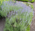 Rosemary (Click for more info)