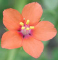 Scarlet Pimpernel (Click for more info)