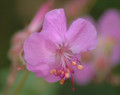 Scented Cranesbill (Click for more info)