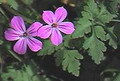 Scrub Violet (Click for more info)