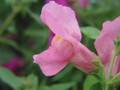 Snapdragon  (Pink) (Click for more info)