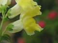 Snapdragon  (Yellow) (Click for more info)