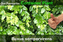 top20-buxussempervirens.jpg