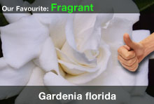 top20-gardeniaflorida.jpg