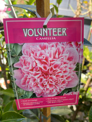 Camellia 'Volunteer'