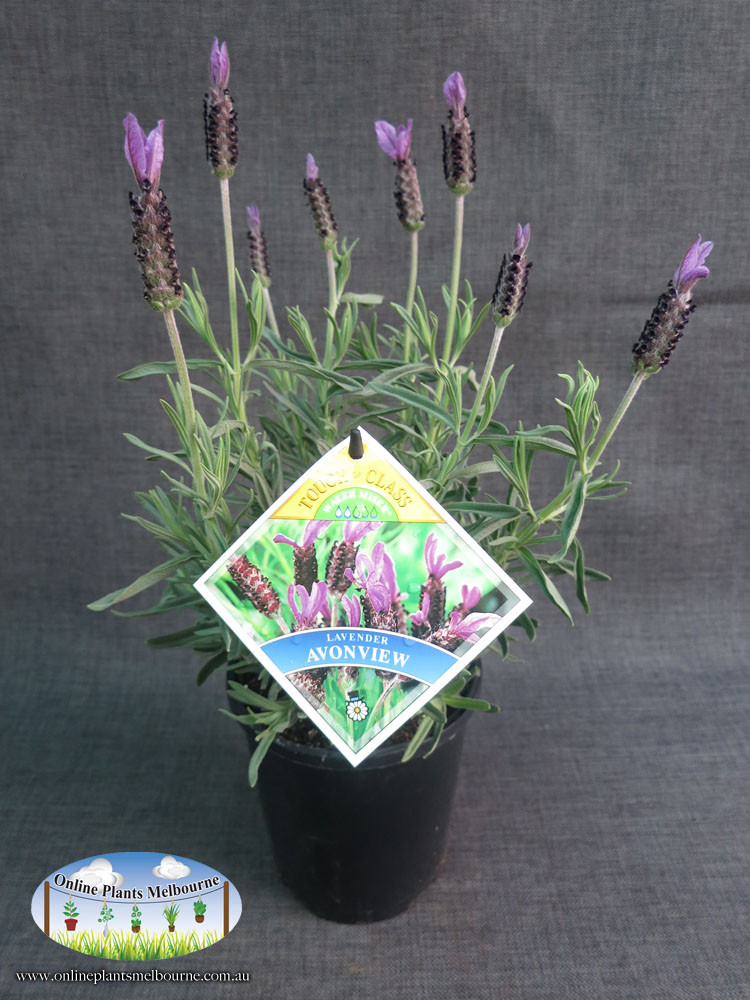 Lavender, Italian (Lavandula angustifolia)