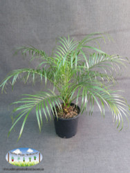 Phoenix roebelenii