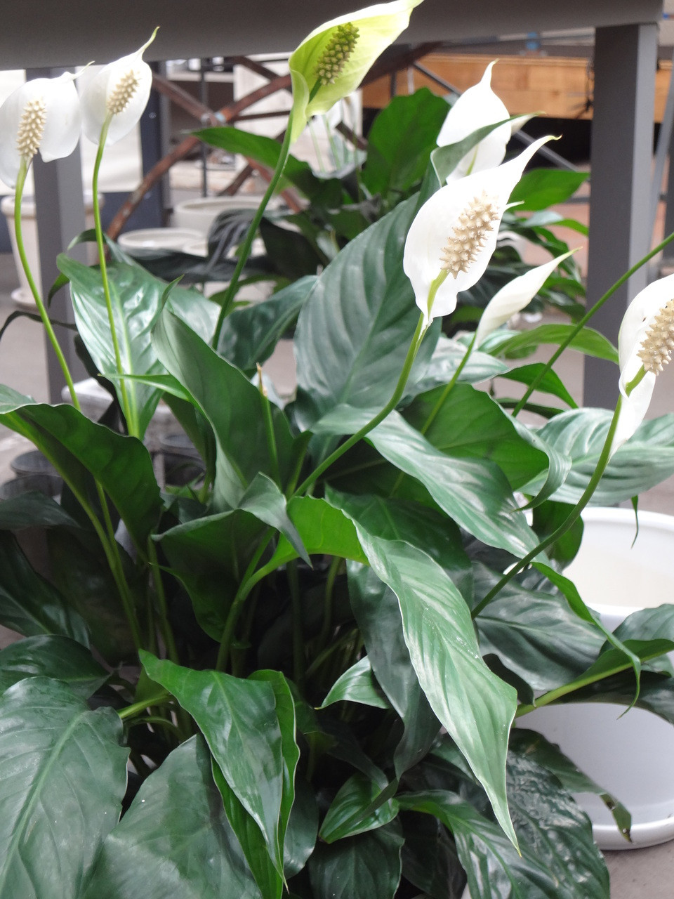 Online Plants Melbourne Peace Lily