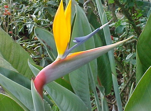 online plants melbourne bird of paradise