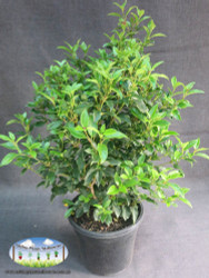 25cm pot size featured in image