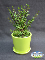 Dwarf Jade Plant