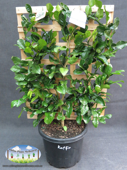 Image shows a 'Kaffir' Lime variety for demonstrative purposes only. Supply will be the listed Tahitian.
