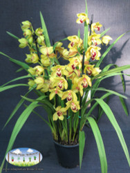 Cymbidium sp. (Boat Orchid)