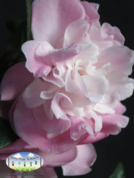 Camellia 'Sweet Jane'