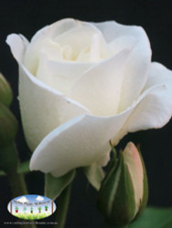 Rose 'Iceberg' (Climbing)