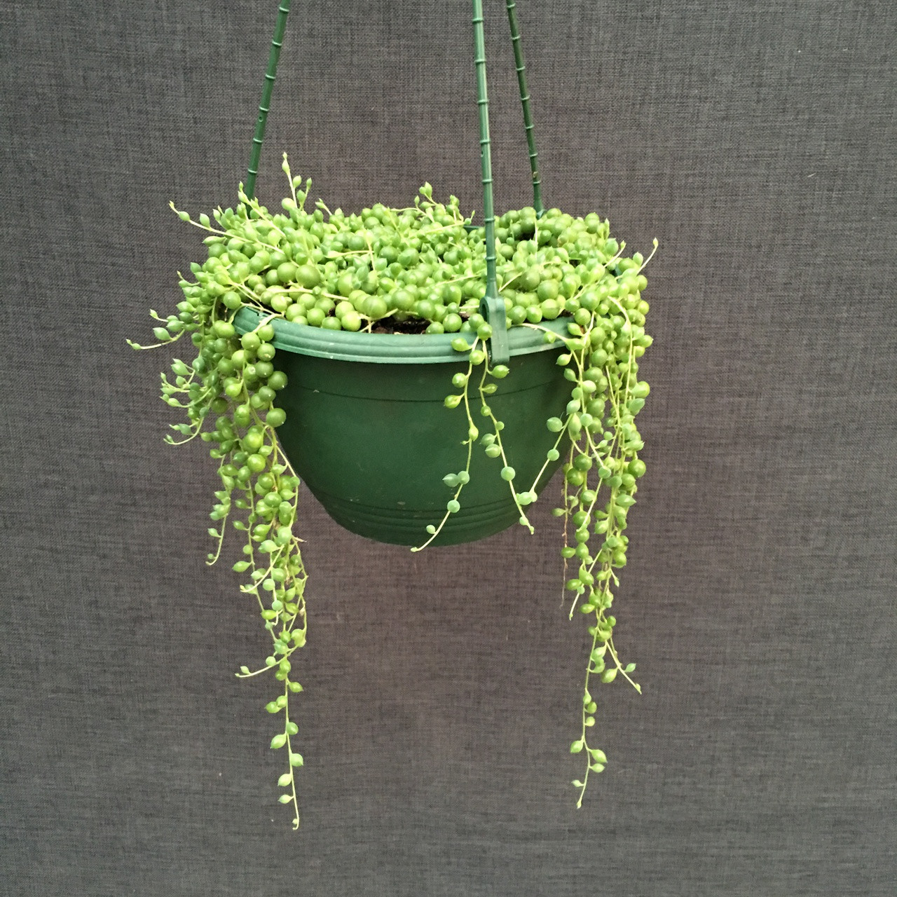 String Of Pearls, Indoor plants
