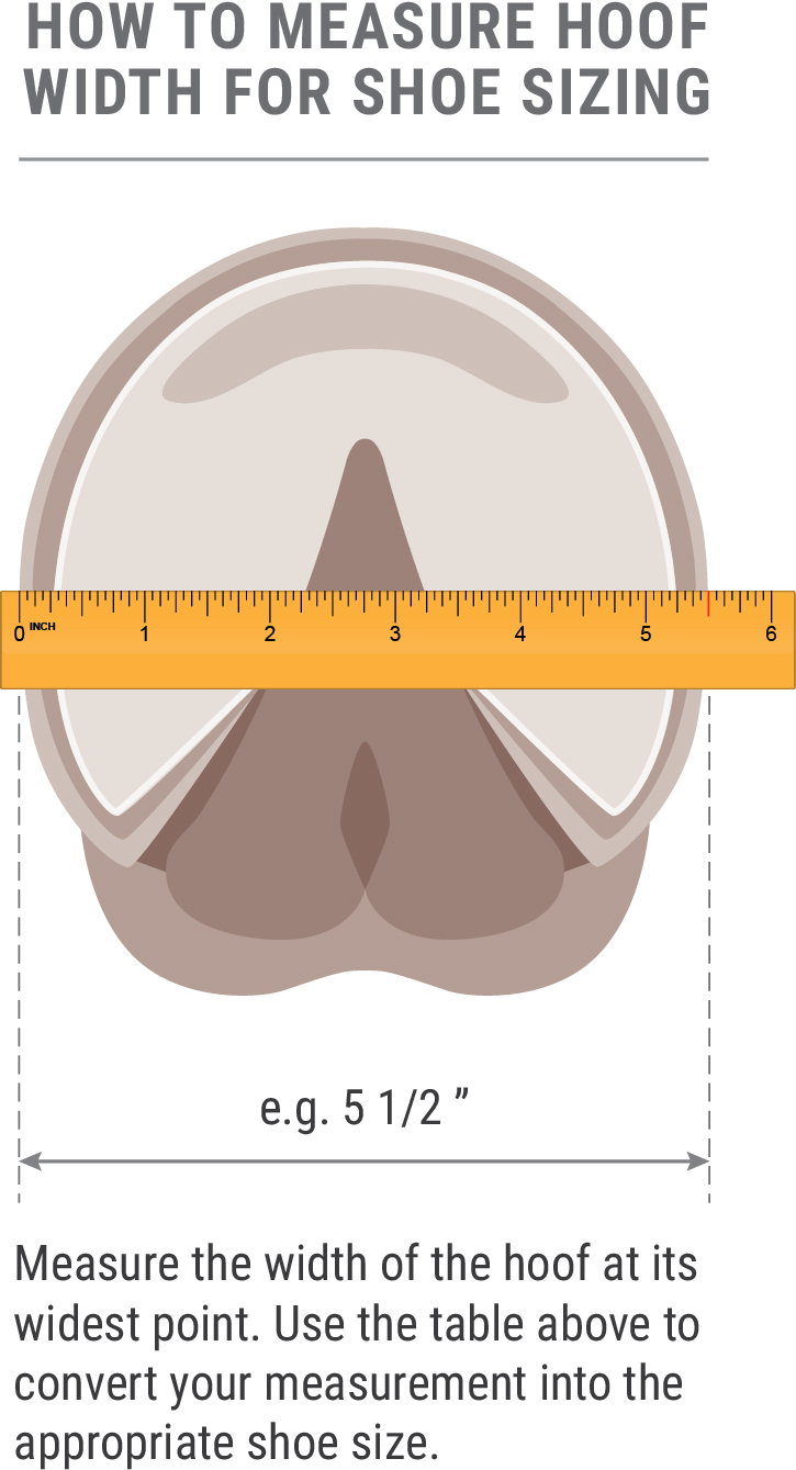 measuring hoof width diagram